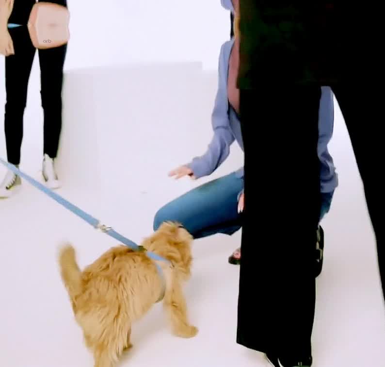 사나와 강아지 2.gif