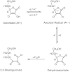 그림 5-1. 아스코르빈산의 화학 구조.