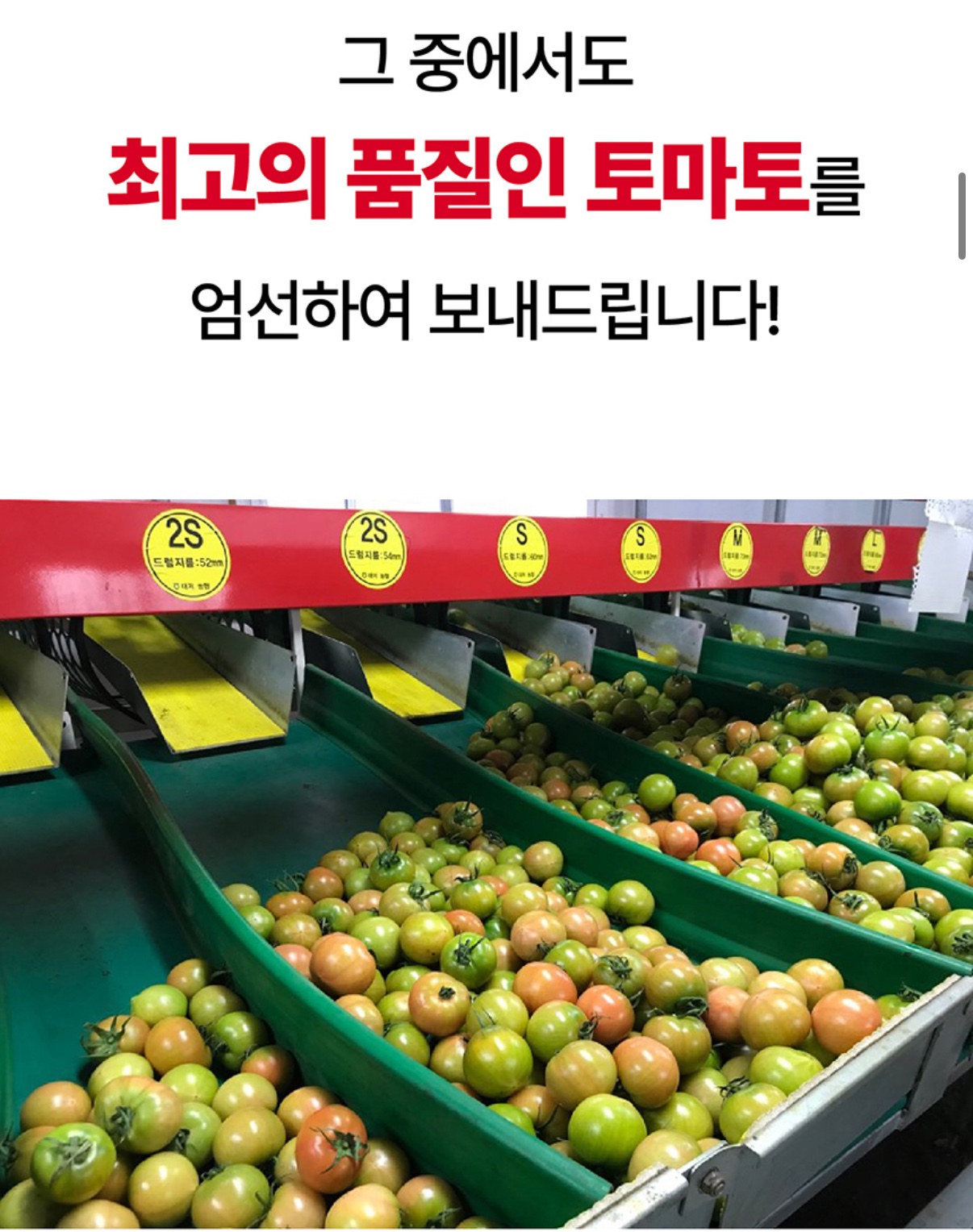 부산 대저토마토 2.5kg 15,220원 무배 2번째 사진