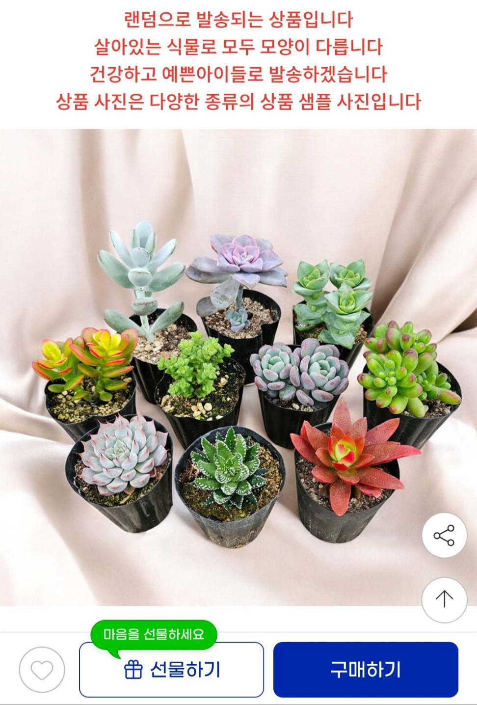 미니 다육 선인장 10개 세트 7,600원 무료배송 (3)