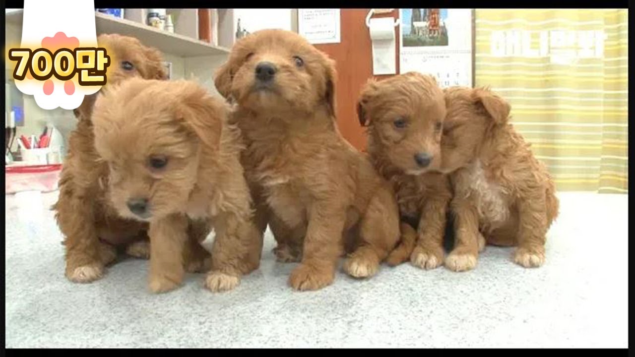 붕어빵으로 자식 키운 댕댕이...jpg