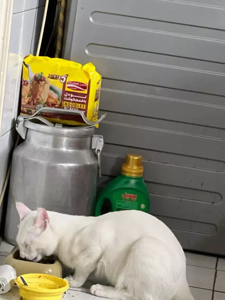 폭격이 시작되면 공포감에 폭식하는 이란 고양이 3번째 사진