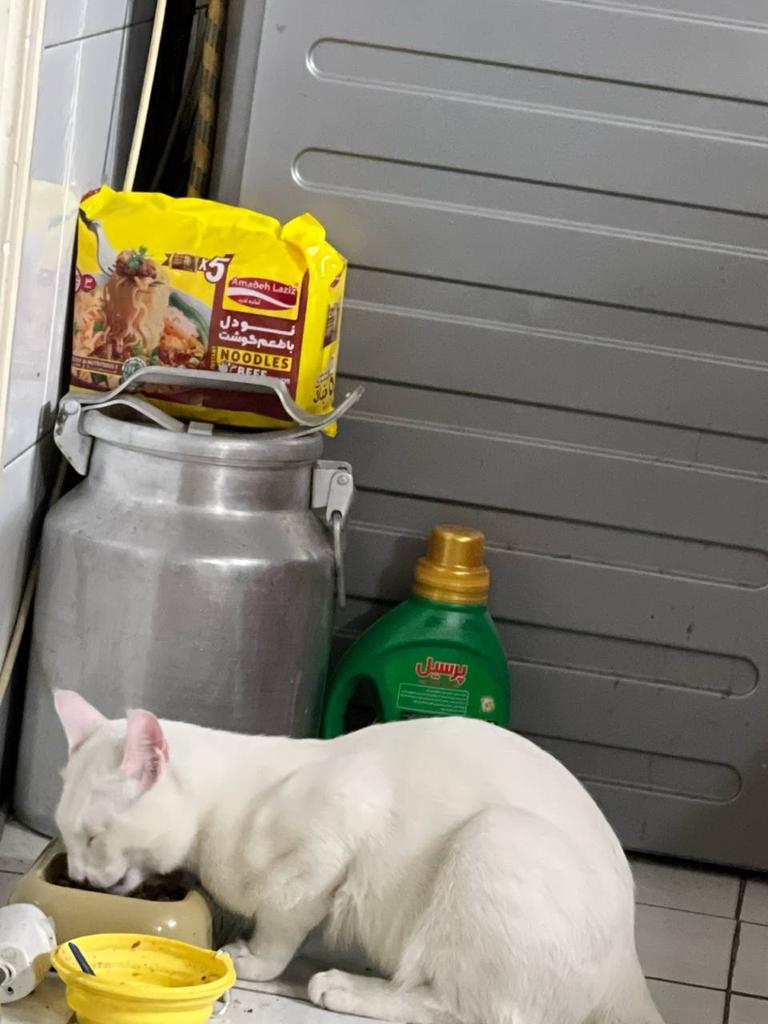 폭격이 시작되면 공포감에 폭식하는 이란 고양이 4번째 사진