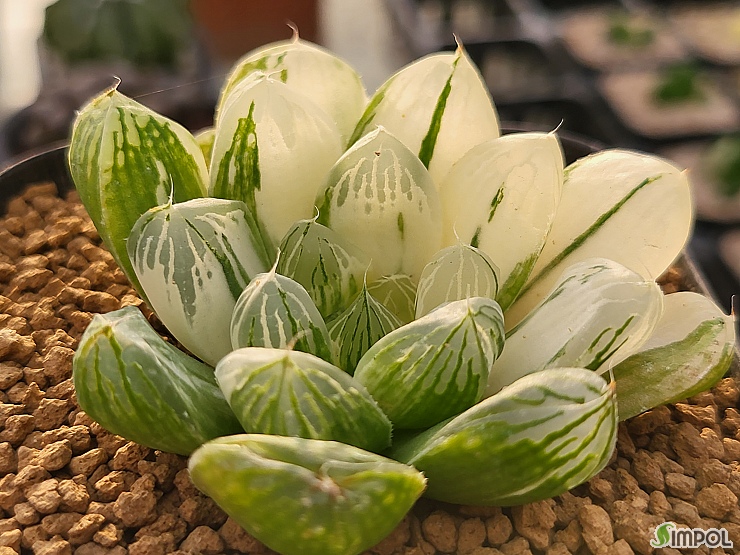 요즘 데려올까말까 고민하는 아이들 4번째 사진