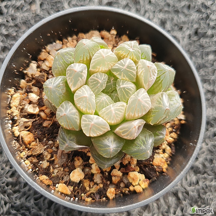 요즘 데려올까말까 고민하는 아이들 2번째 사진