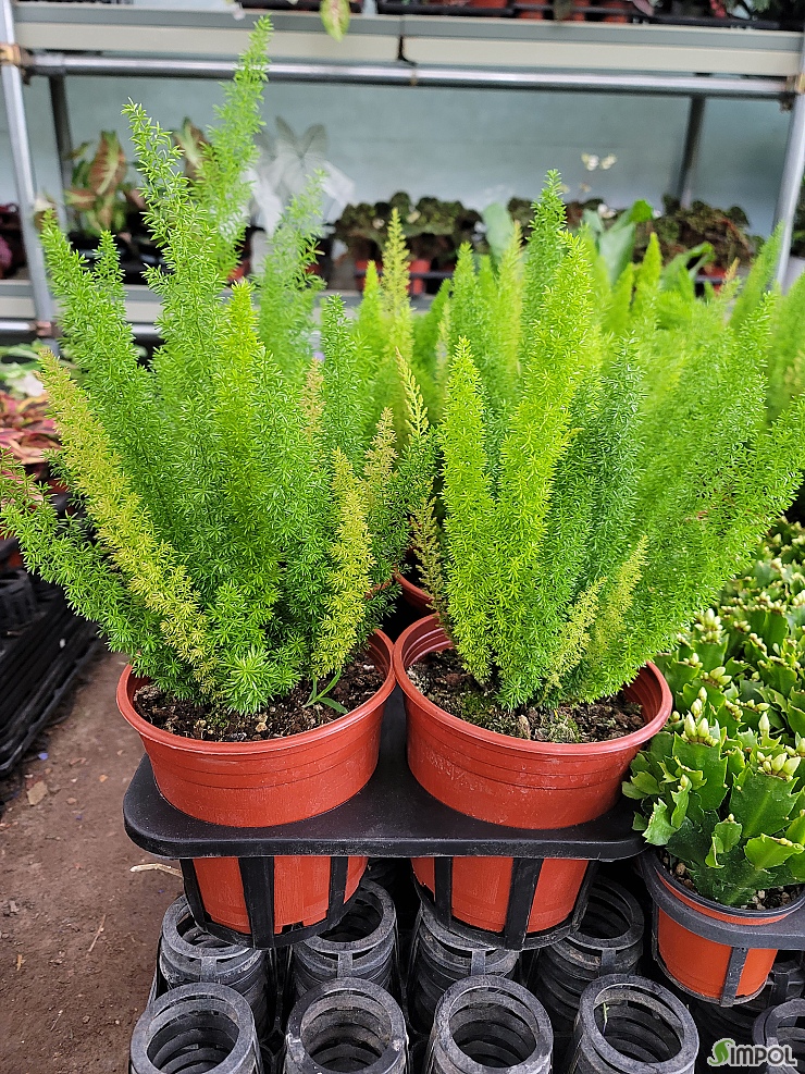 요즘 데려올까말까 고민하는 아이들 3번째 사진