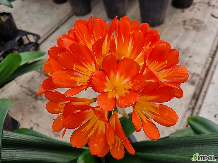 요즘 데려올까말까 고민하는 아이들