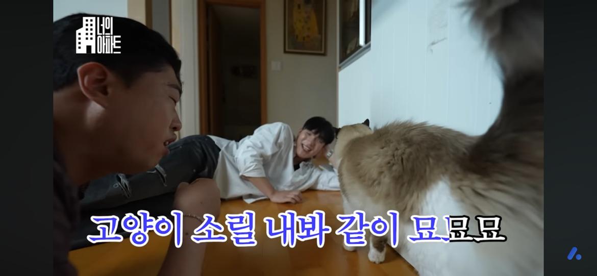 고양이 키우는집사들 유튜브 신청해봐!!