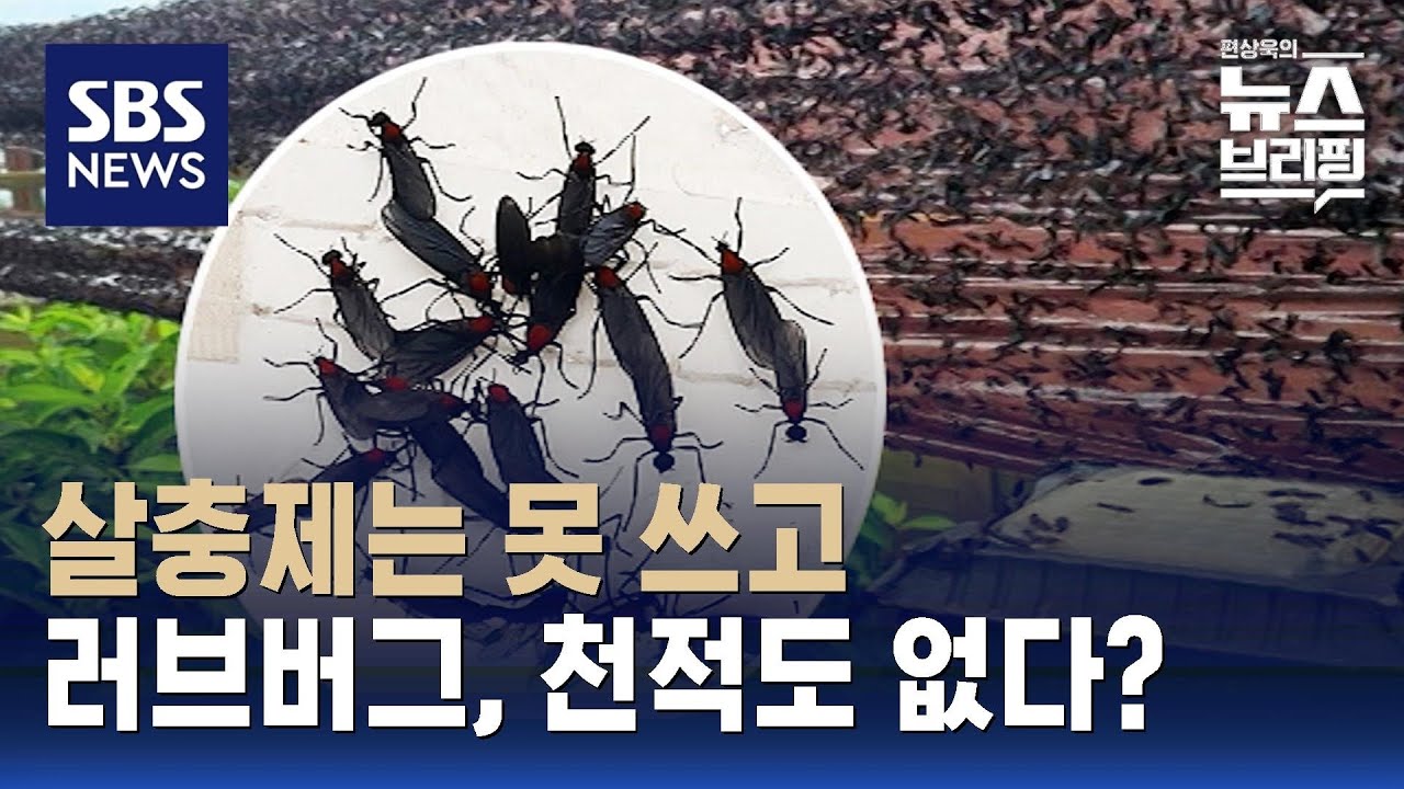 살충제는 못 쓰고…러브버그, 천적도 없다?