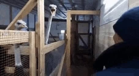 7.gif