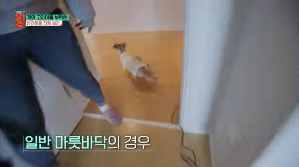 반려동물이 있어야지만 입주할수있는 빌라 21번째 사진