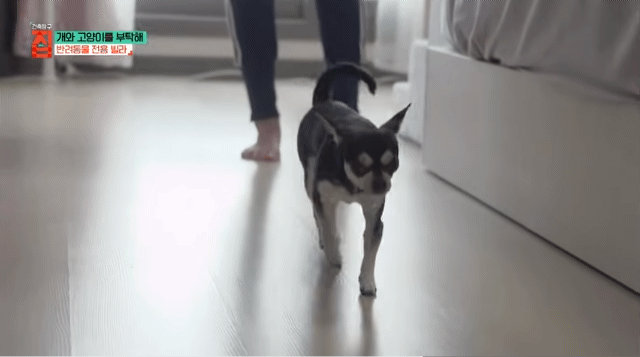 반려동물이 있어야지만 입주할수있는 빌라 22번째 사진