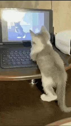 17fff3afb7e8db08.gif