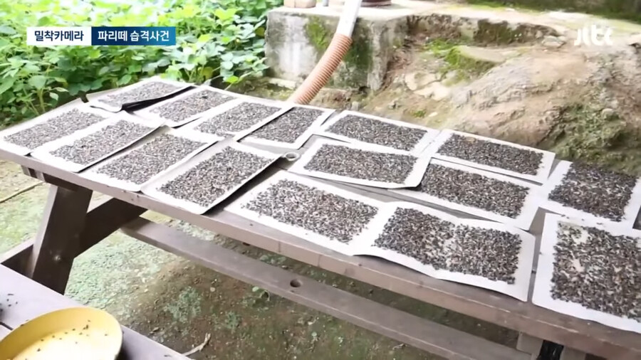 img/23/09/05/18a65a169784f2912.png 약혐) 충북 제천 산골마을에 파리 대재앙...\'알고보니 분뇨 700톤 방치\'
