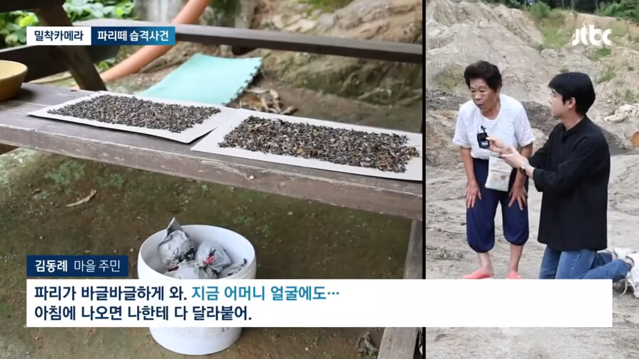 img/23/09/05/18a65a16d604f2912.png 약혐) 충북 제천 산골마을에 파리 대재앙...\'알고보니 분뇨 700톤 방치\'