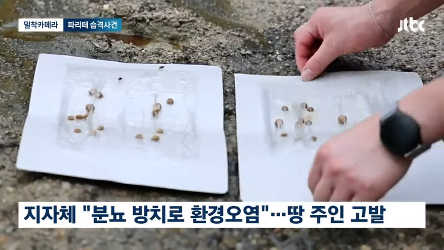 img/23/09/05/18a65a20c844f2912.png 약혐) 충북 제천 산골마을에 파리 대재앙...\'알고보니 분뇨 700톤 방치\'