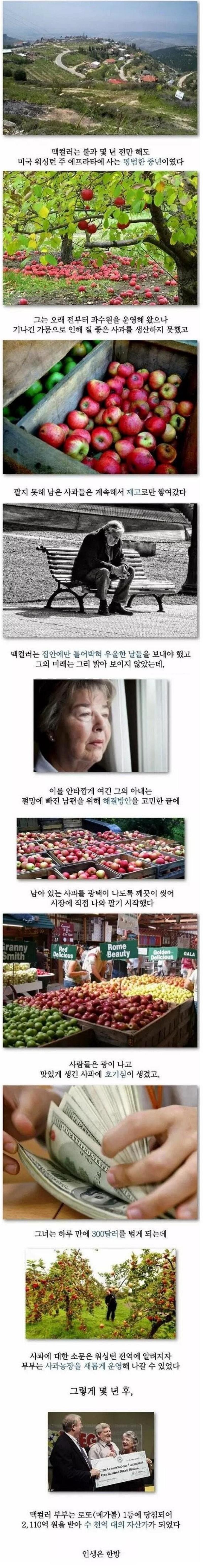 과수원 주인이 억만장자가 된 비결.png.jpg
