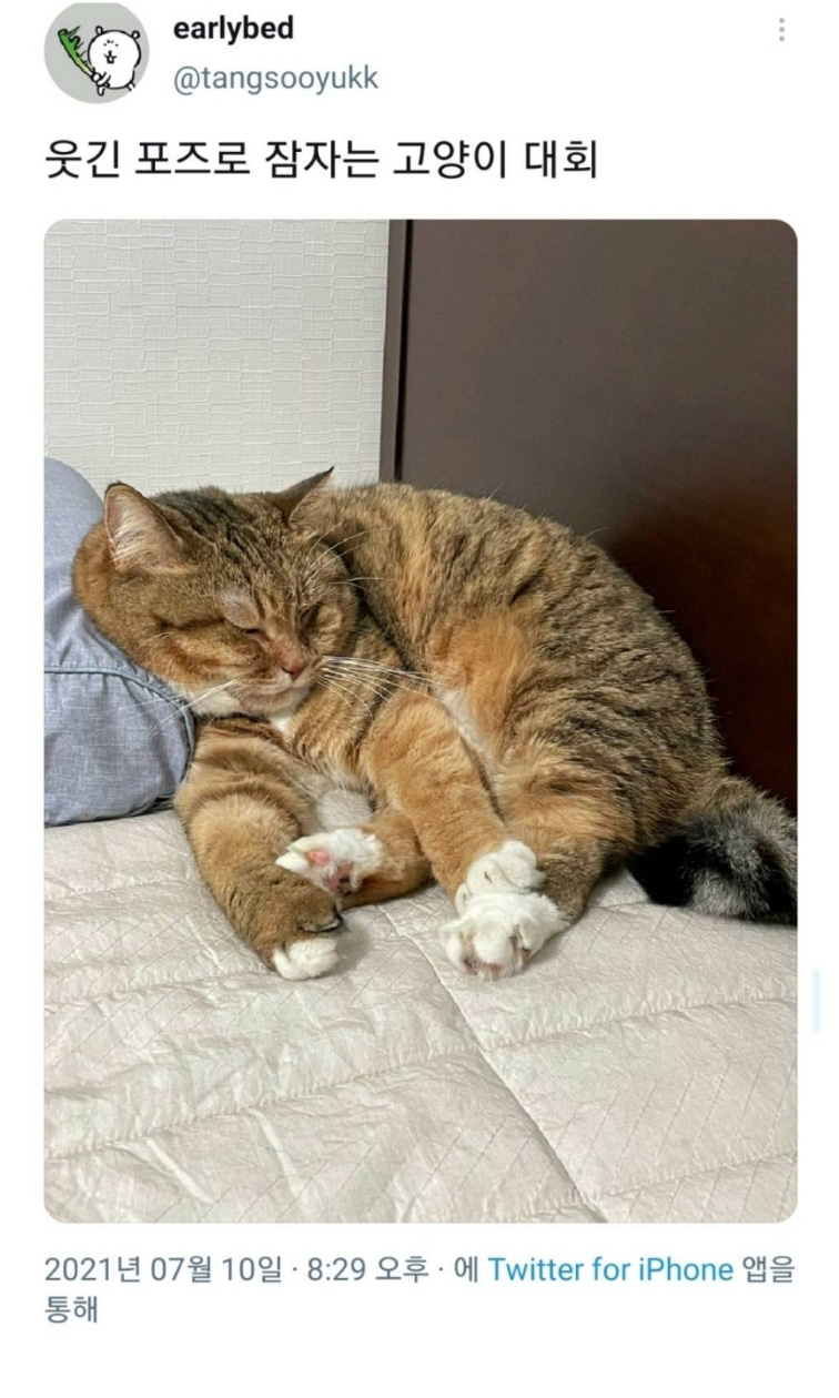 웃긴 포즈로 잠자는 고양이 대회 - 꾸르