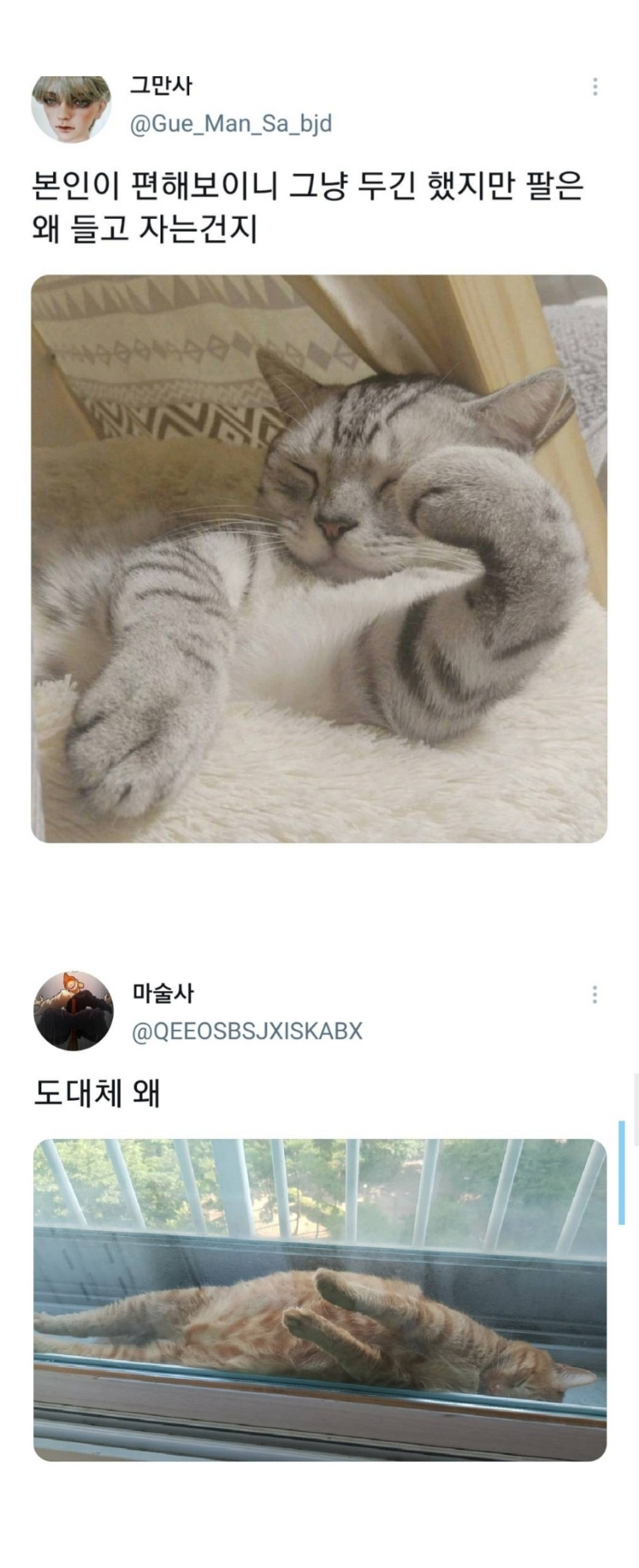 웃긴 포즈로 잠자는 고양이 대회 - 꾸르