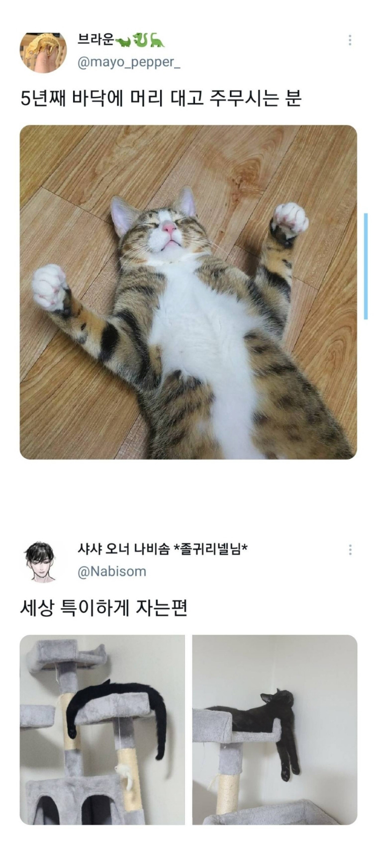웃긴 포즈로 잠자는 고양이 대회 - 꾸르