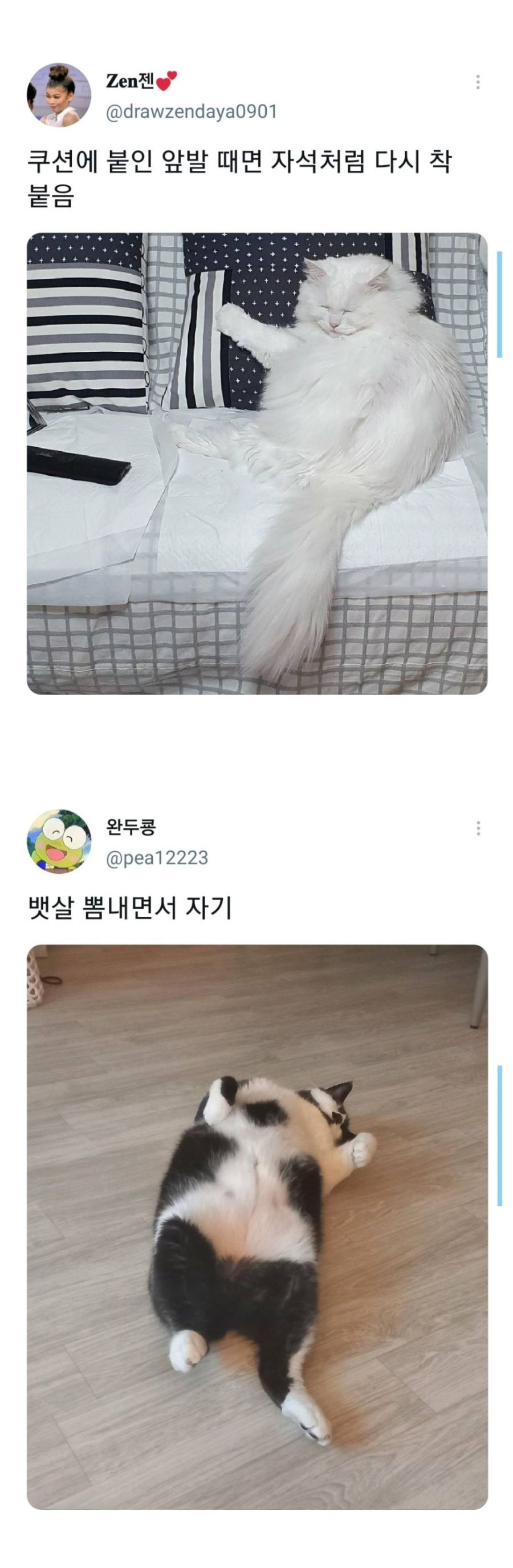 웃긴 포즈로 잠자는 고양이 대회 - 꾸르