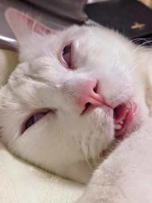 웃긴 포즈로 잠자는 고양이 대회 - 꾸르