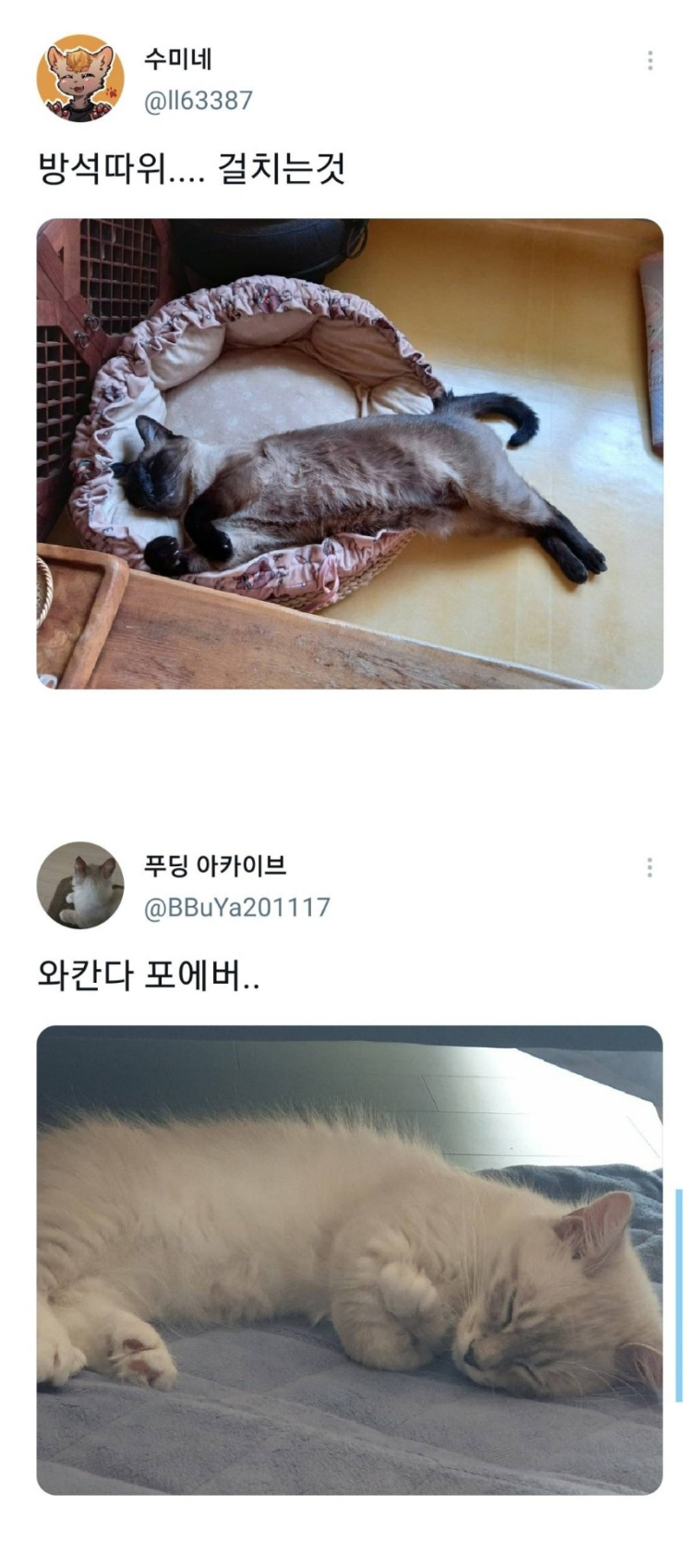 웃긴 포즈로 잠자는 고양이 대회 - 꾸르