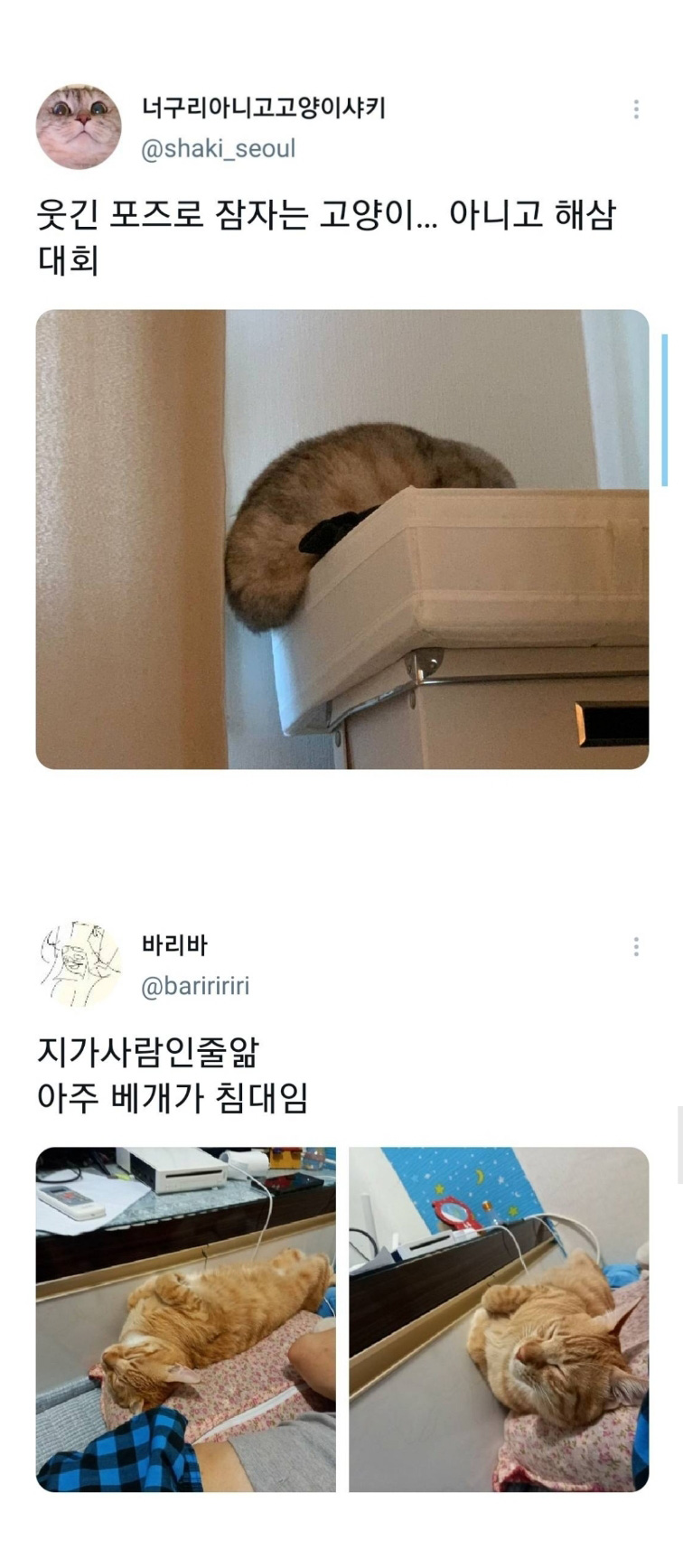 웃긴 포즈로 잠자는 고양이 대회 - 꾸르