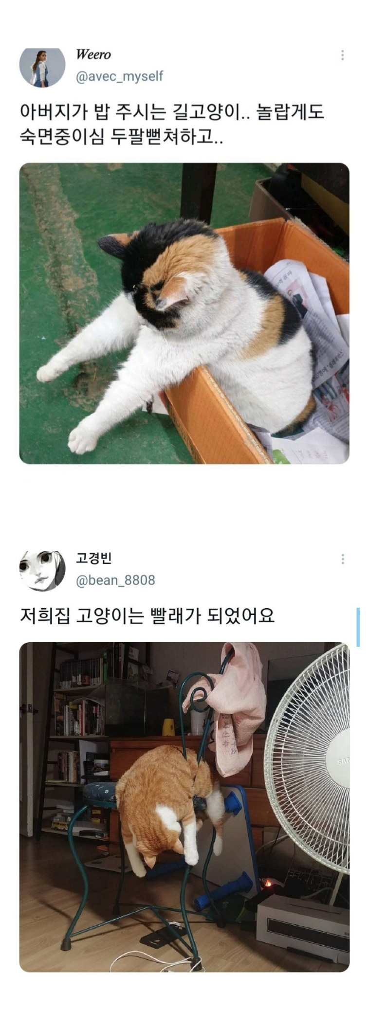 웃긴 포즈로 잠자는 고양이 대회 - 꾸르