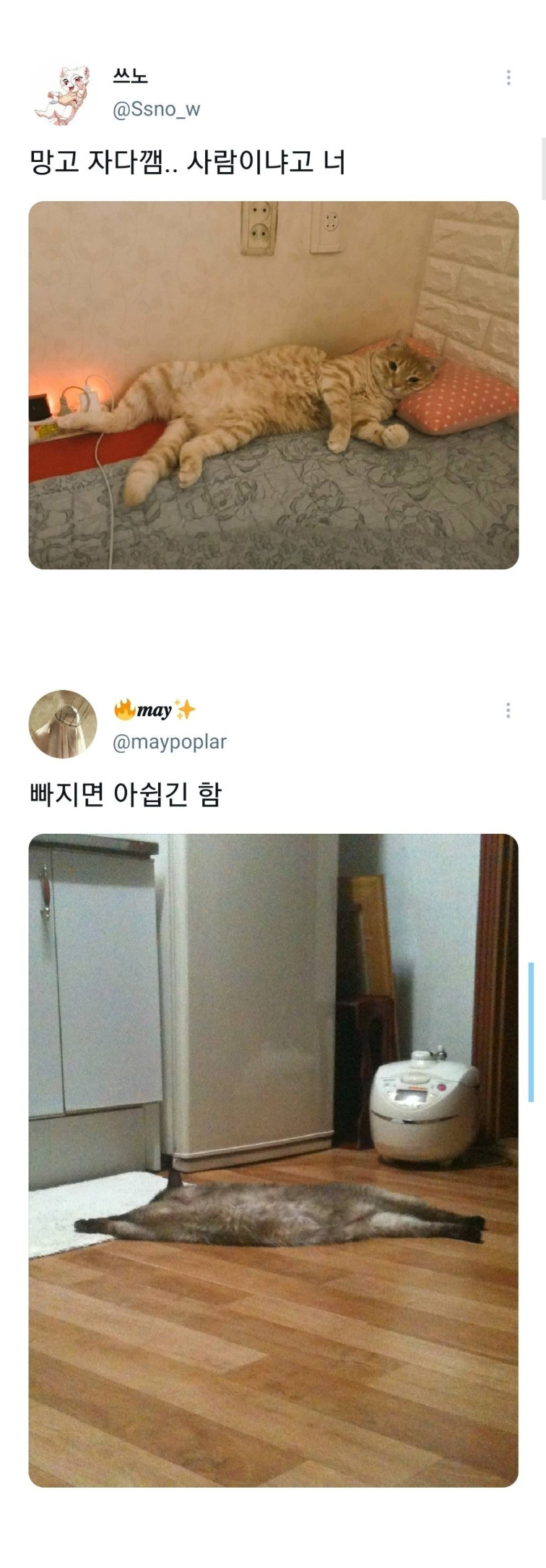 웃긴 포즈로 잠자는 고양이 대회 - 꾸르
