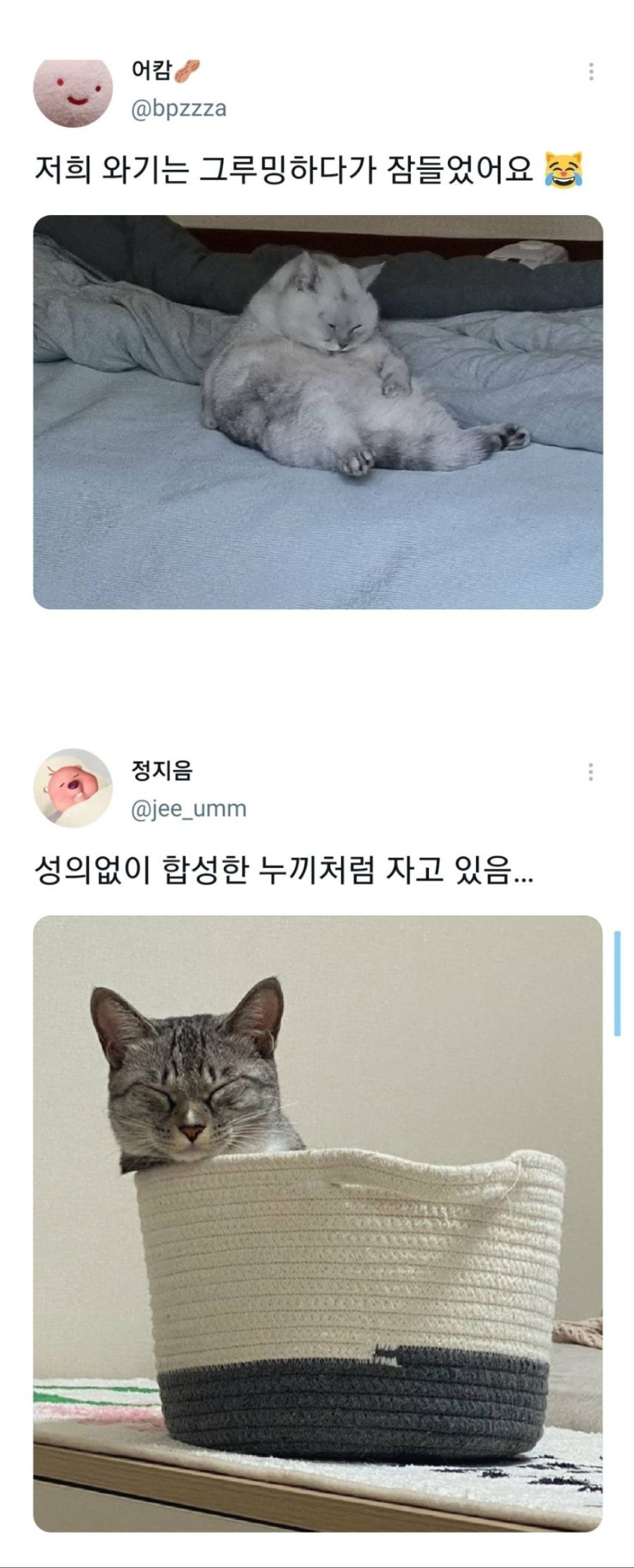 웃긴 포즈로 잠자는 고양이 대회 - 꾸르