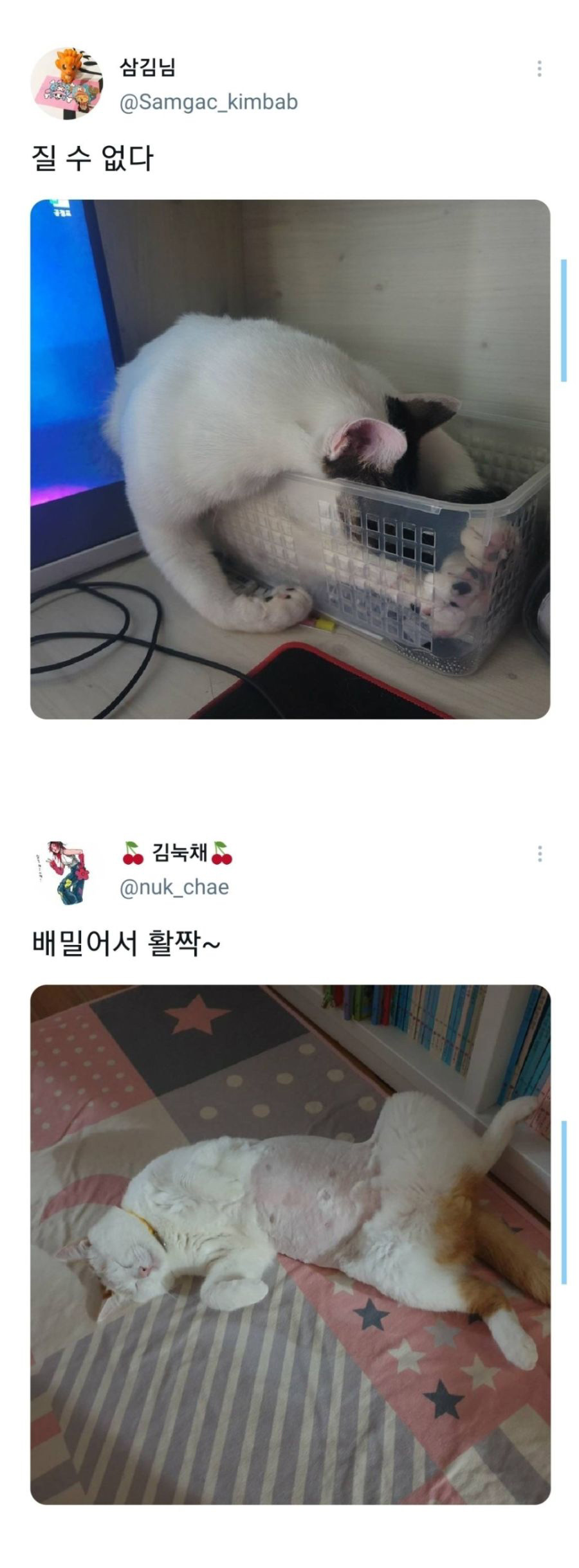 웃긴 포즈로 잠자는 고양이 대회 - 꾸르