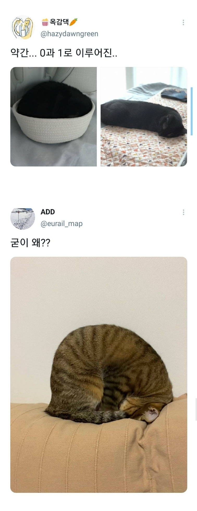 웃긴 포즈로 잠자는 고양이 대회 - 꾸르