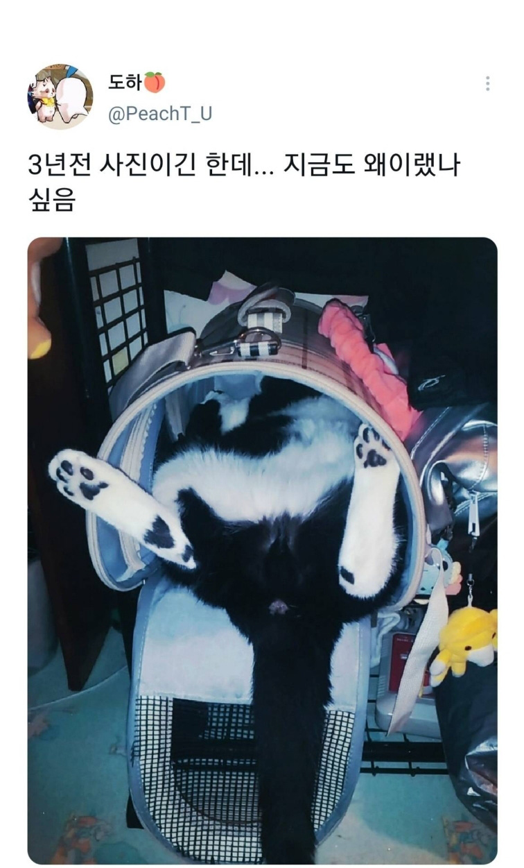 웃긴 포즈로 잠자는 고양이 대회 - 꾸르