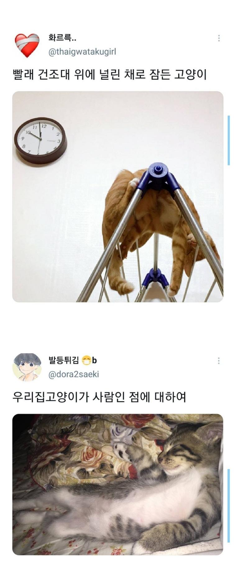 웃긴 포즈로 잠자는 고양이 대회 - 꾸르
