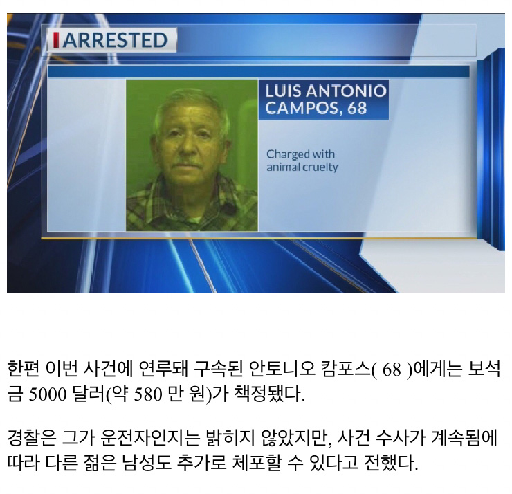 자신 버린 주인 차 쫓아 달리는 반려견 - 꾸르