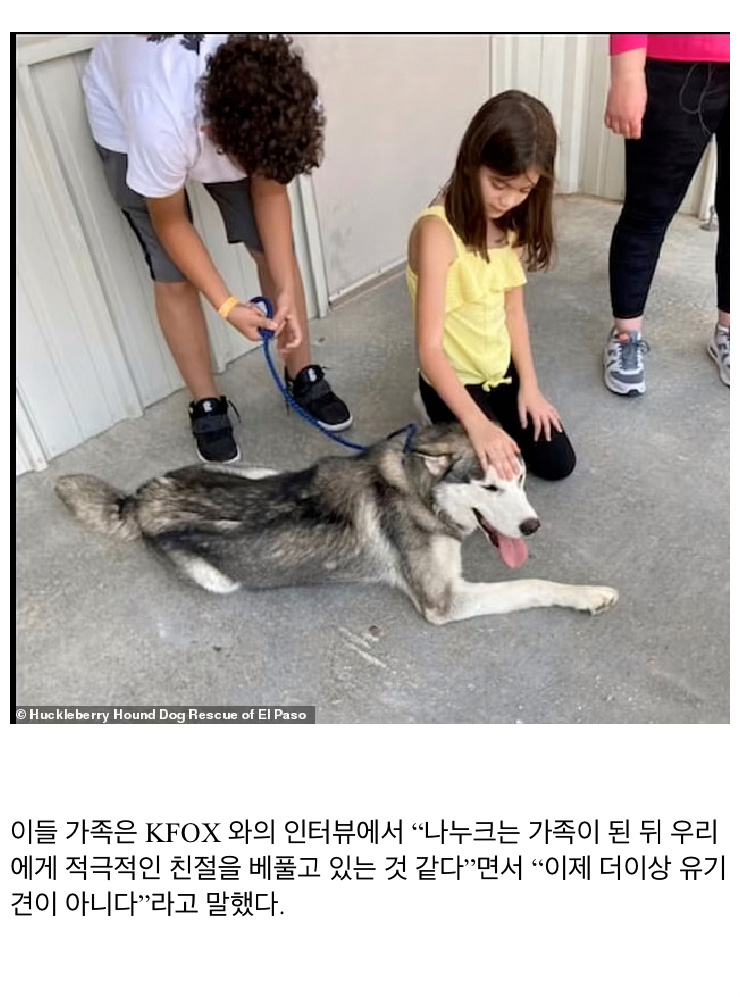 자신 버린 주인 차 쫓아 달리는 반려견 - 꾸르