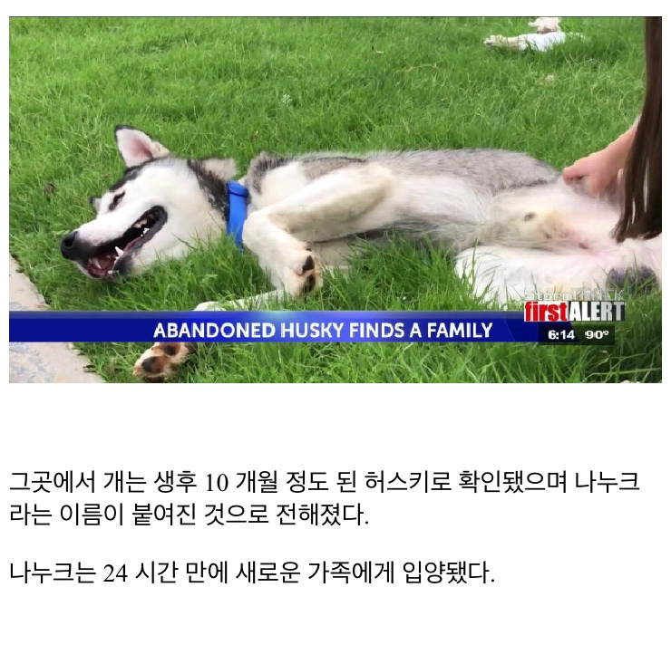 자신 버린 주인 차 쫓아 달리는 반려견 - 꾸르