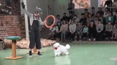 a_wcc6a36002_4c140637f1ecf5a6b6db40297d4756530432d68a.gif