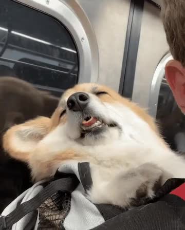 4.gif