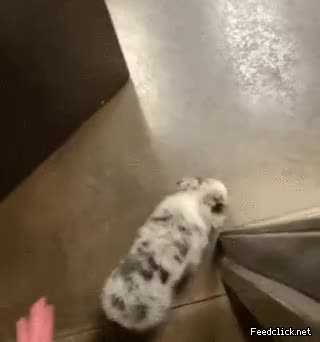 4.gif