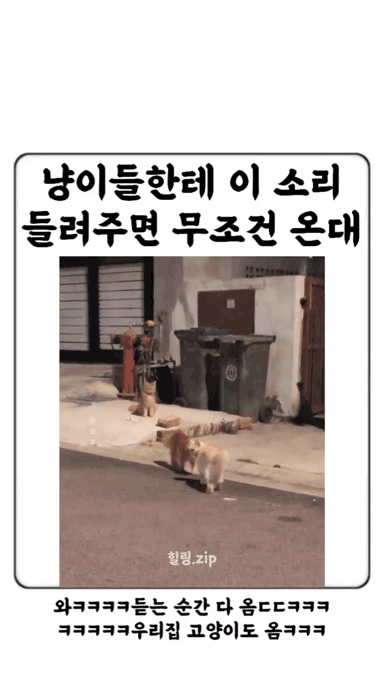고양이에게 들려주면 무조건 온다는 소리 | 인스티즈