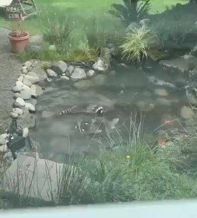 gifsf.com_0039.gif