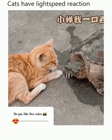 bt6e03471a7e2a5089dba418eb9d788f22.gif