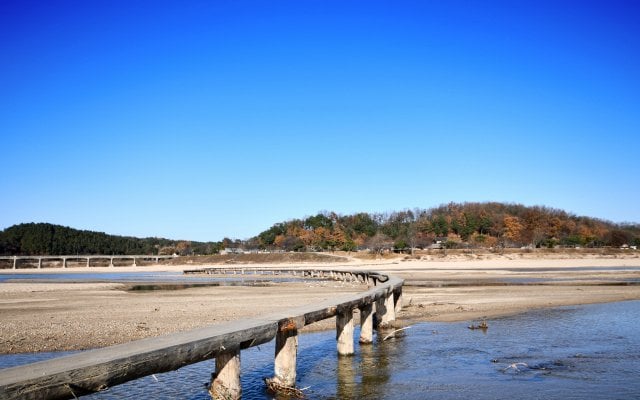 0000819625_001_20230614221601207.jpg 영주 내성천에 \'몸길이 1m\' 악어 출현?…전문가 등 투입 포획작업 중