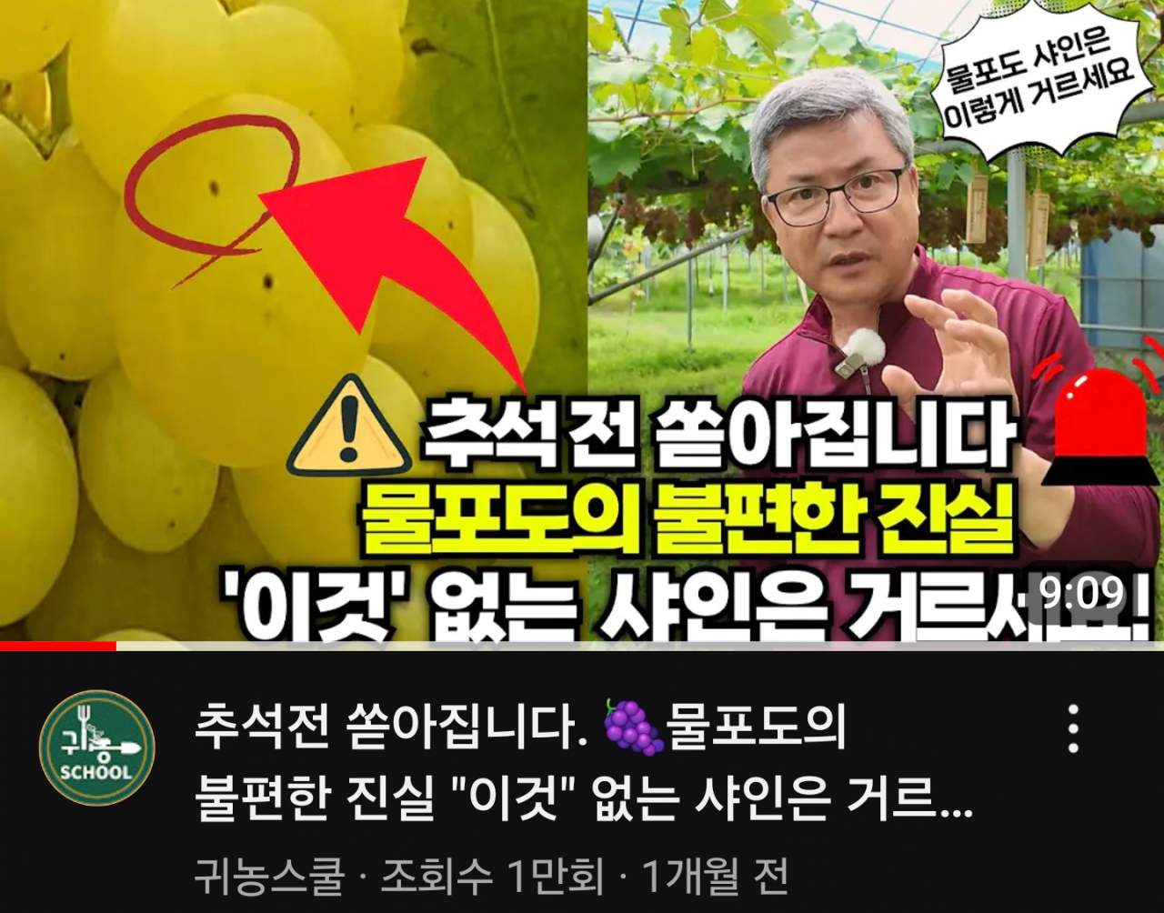 Screenshot_20241013_120906_YouTube.png 더 현대 백화점에 샤인머스켓 납품하시는 사장님