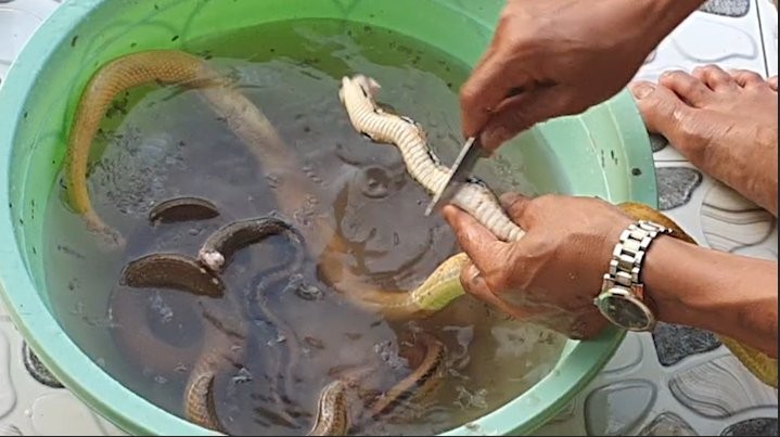 살아있는 뱀, 쥐 요리해 먹기