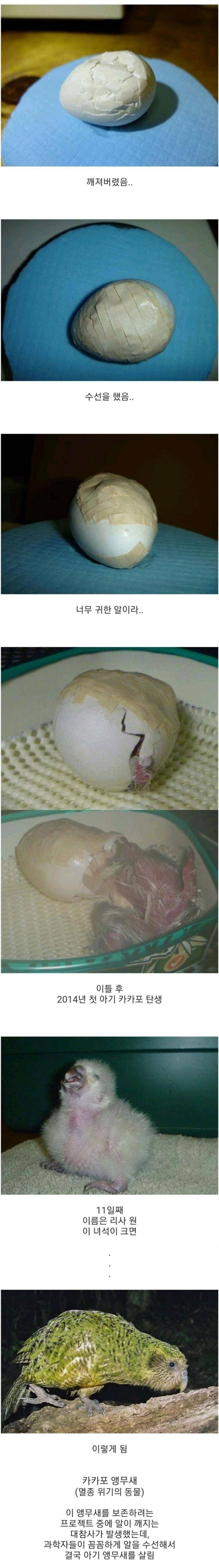 멸종위기종 새의 알이 깨져서 수선함... | 인스티즈