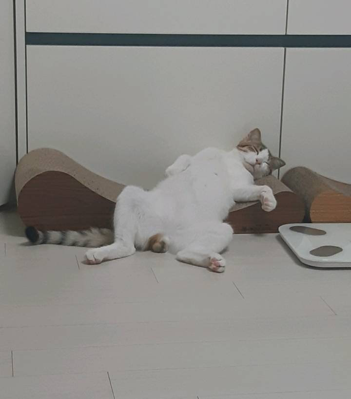 너무 편해 보이는 리뷰속 고양이.jpg | 인스티즈
