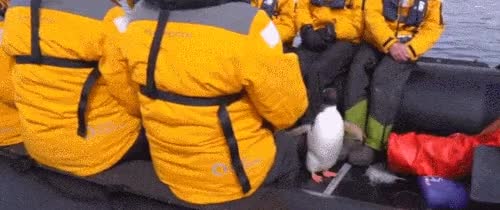 354a39ea4ccd652468fb23d0f274576f.gif